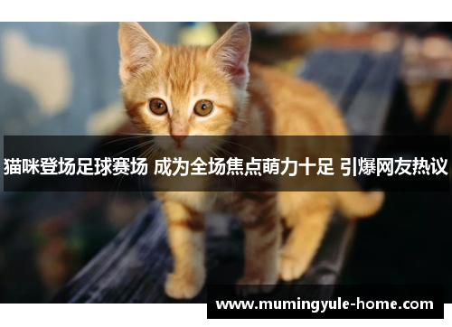 猫咪登场足球赛场 成为全场焦点萌力十足 引爆网友热议